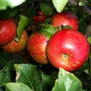 Raznolikost jabuke "Melba" - poklon pad