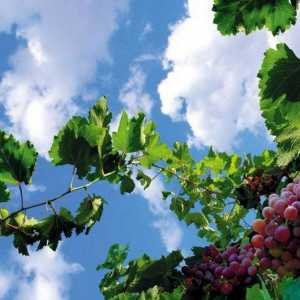Sorta "Sofija": opis. Kako raste velikom grožđe "Sofija": savjete i trikove
