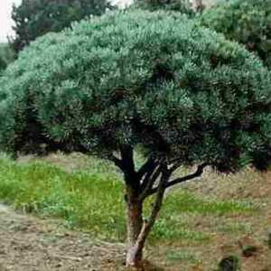 Pine vatereri: Karakteristike uzgoja