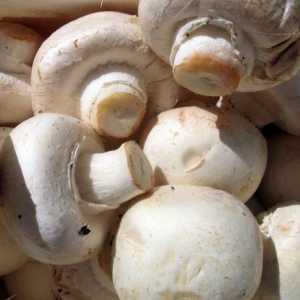 Sastav gljiva. Korištenje gljiva