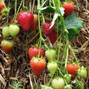 Savjet od iskusnih vrtlara: kako pripremiti Seedbed za jagode