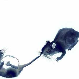 Kompatibilnost muških štakora i ženki. Union perspektive