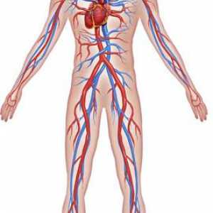Spazam koronarnih arterija srca i mozga: Simptomi, Uzroci