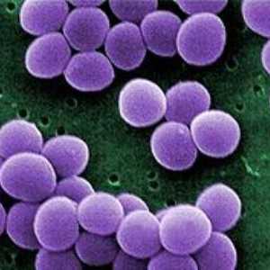 Staphylococcus aureus u djeteta: njegova opasnost, kako da se riješi njega