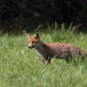 Stepski lisica: težak život životinje