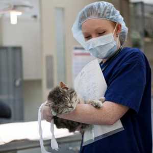 Kastracije mačaka: briga nakon operacije. Prednosti i mane sterilizacije