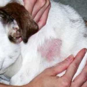 Lišaj kod pasa: simptomi, opasnostima i liječenje