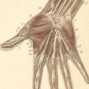 Struktura ruku i zglob. Anatomske strukture ruke