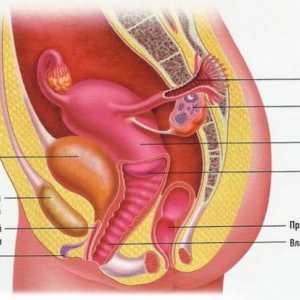 Struktura ženskog reproduktivnog sistema: anatomija, fiziologija