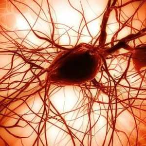 Struktura centralnog nervnog sistema. nervnih vlakana