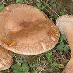 Svinarov - gljiva, korisne osobine koje su od neprocjenjive vrijednosti