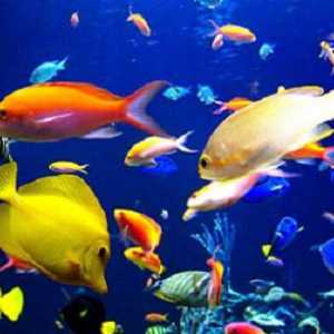 Kompatibilnost sto akvarij riba. Obračun riba kompatibilnosti