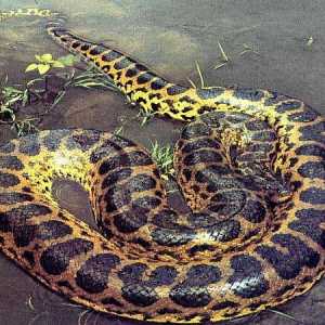 Da li je to opasno anakonda zmija?