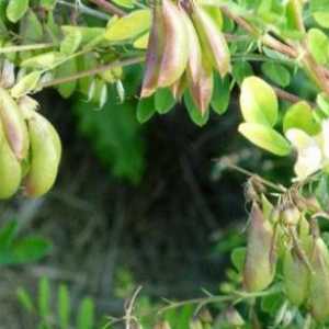 Biljke Astragalus: primjenom terapeutskim svojstvima