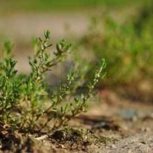 Grass knotweed: korisne osobine i kontraindikacije