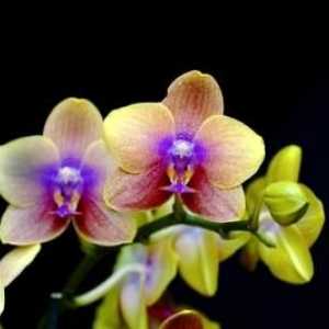 Zahtjevan orhideja: kao cvijet sjedište