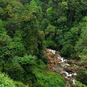 Rainforest Indija: ima flore i faune