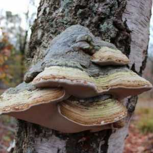 Birch epiksilnih: posebno gljivičnih, ljekovita svojstva