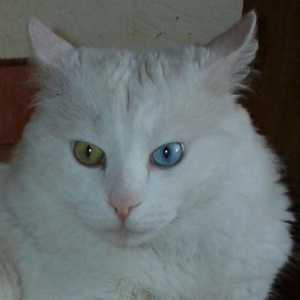 Turska angora - Mačka čudesne ljepote