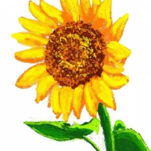 Kreativna radionica: kako nacrtati Sunflower