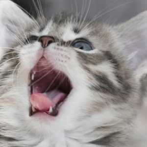Nege i ishrane u periodu kada su mačići se mijenjaju zubi (Najvažnije)