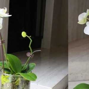 Briga za orhideje u vazi