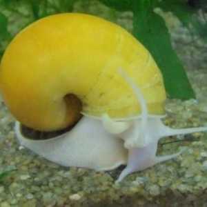 Snail ampulyarii - neobične kućne ljubimce