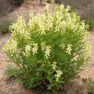 Jedinstven u svom sastavu biljke Astragalus: ljekovita svojstva