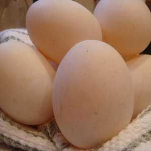 Patka jaja: prednosti i štete. Da li jesti patka jaja?