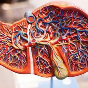 Povećana jetra: simptomi tretman i uzroka, prevencije