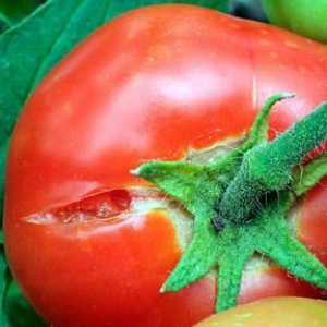 Saznajte zašto pukao rajčice u plasteniku