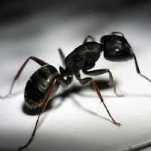 Stan kuća zaražen mrava. Kako se nositi s njima?