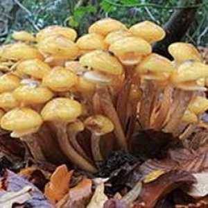 Da pomogne početnicima gljiva: kako razlikovati lažne procjene lokaciji sadašnjeg