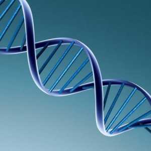 Struktura DNA se sastoji od ... kemijski sastav DNK
