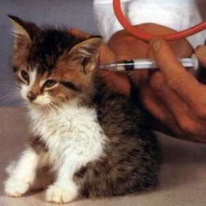 Mačka Vakcinacija u skladu sa pravilima