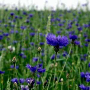 Cornflower: terapeutska svojstva i kontraindikacije, opis cvijet, fotografije