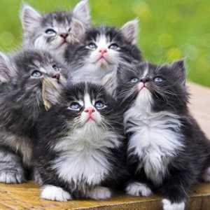 Vazelina za mačke: olakšati život za četiri noge!