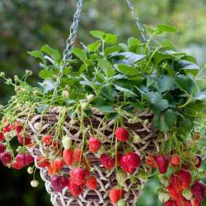 Vertikalna uzgoja jagoda kod kuće