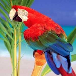 Parrot vrsta - složenost karakter i šarm komunikacije