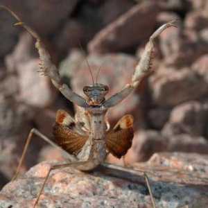 Vrste mantis: opis, ime, karakteristike i zanimljivosti