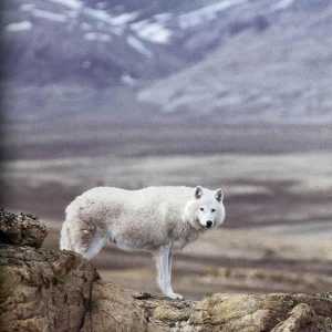 Vrsta i podvrsta vukova. Tundra vuk: pregled, karakteristike i okoliš