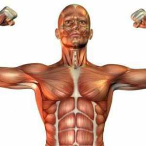 Vrste mišićnih tkiva i njihove osobine