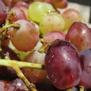 Julian grožđa - delicious hibridne sorte
