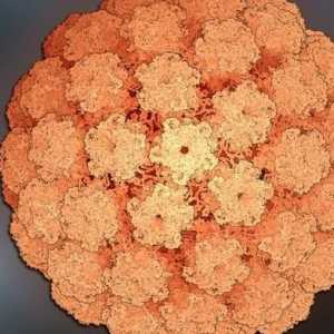 Humanim papiloma virus: tretman mora!