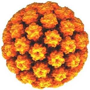 Humanim papiloma virus: simptomi, načini infekcije, dijagnostike i liječenja