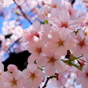 Cherry Blossom. Cherry cvjetovi: fotografija