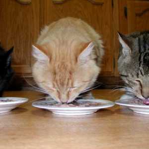 Vitamini za mačke: nedostatak i višak