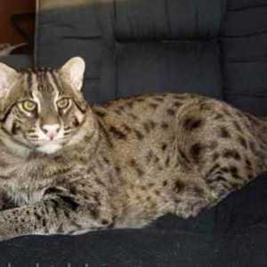 Civet mačke-ribolovce. Sve o pasmini