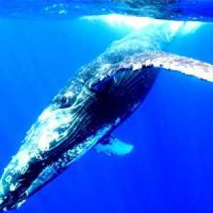 Lords of the Sea: o tome gdje kita života i zašto ga se bacio na kopnu