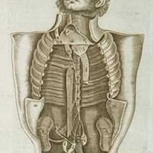 Unutrašnjih organa čoveka: struktura i plasman